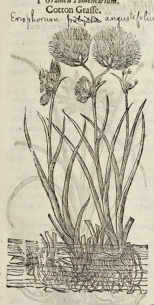 An illustration from The herball, or, Generall historie of plantes, 1633, leaf 76