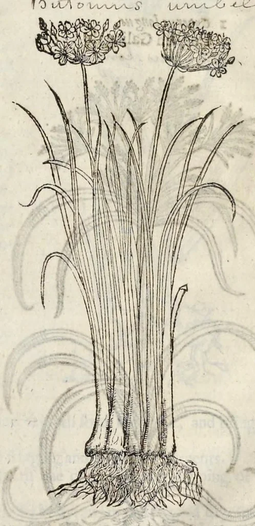 An illustration from The herball, or, Generall historie of plantes, 1633, leaf 76