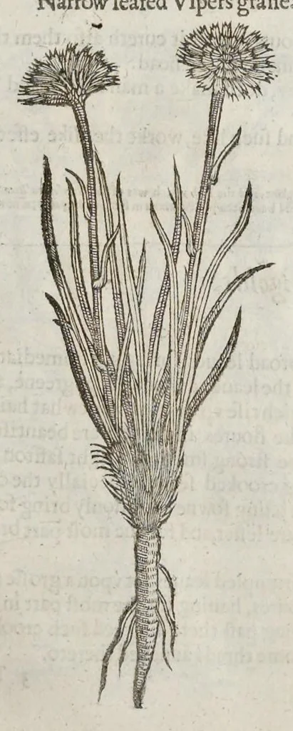 An illustration from The herball, or, Generall historie of plantes, 1633, leaf 780