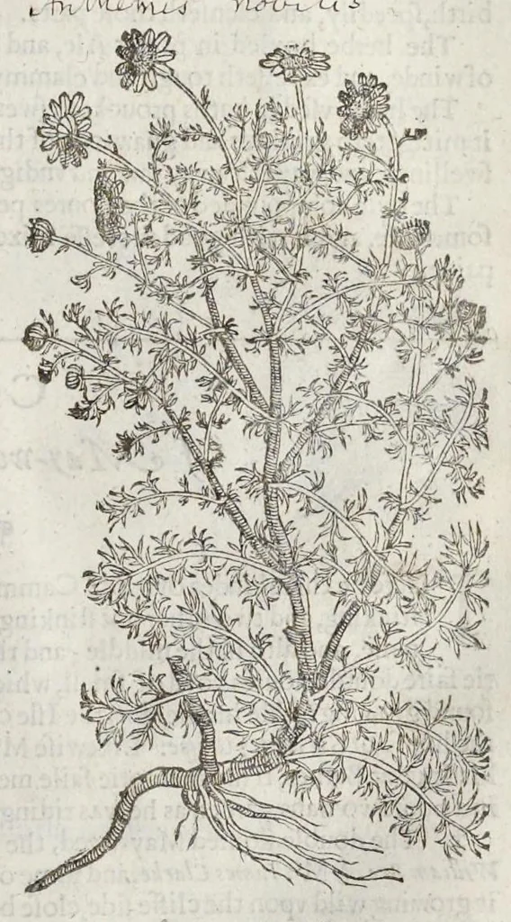 An illustration from The herball, or, Generall historie of plantes, 1633, leaf 798