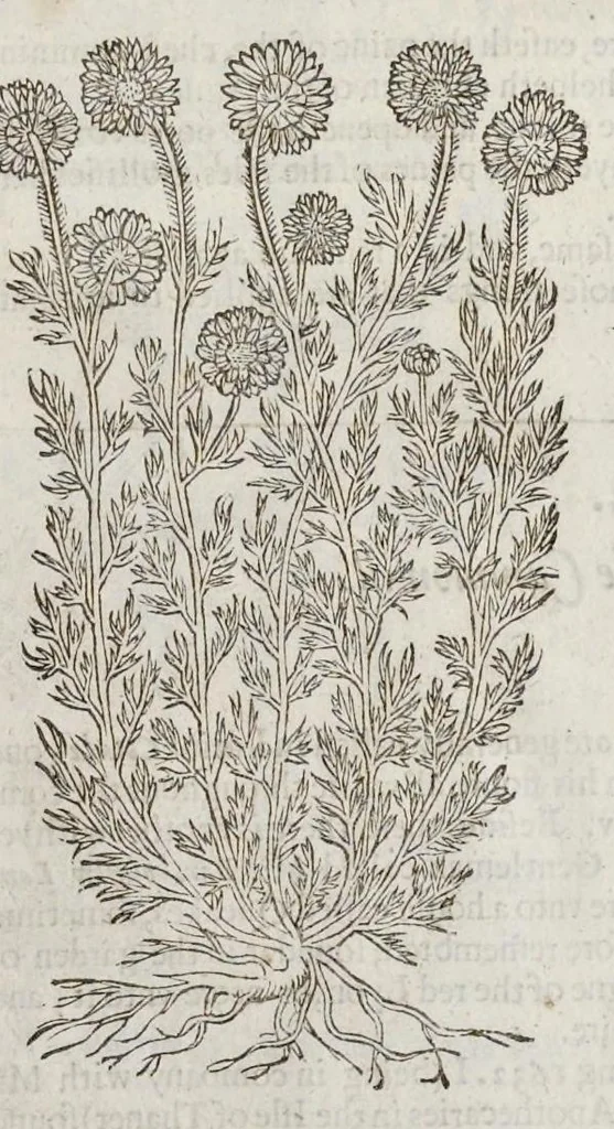 An illustration from The herball, or, Generall historie of plantes, 1633, leaf 798