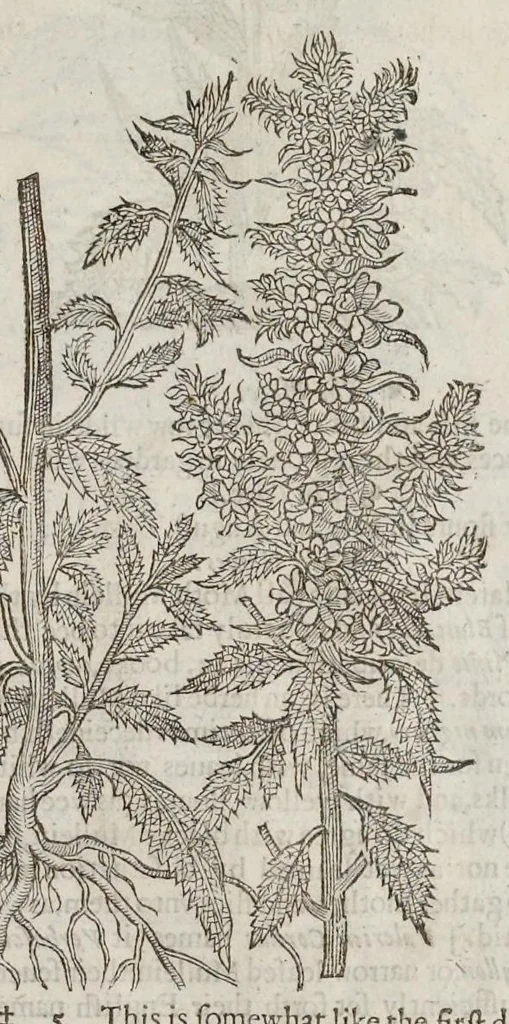 An illustration from The herball, or, Generall historie of plantes, 1633, leaf 820