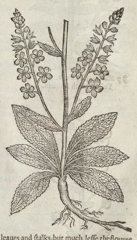 An illustration from The herball, or, Generall historie of plantes, 1633, leaf 820