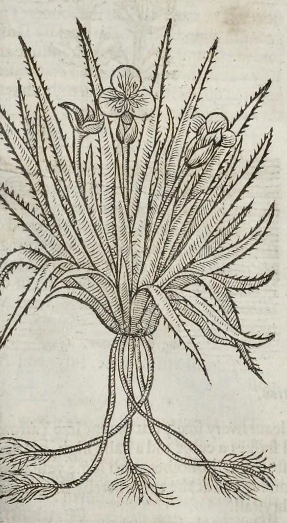 An illustration from The herball, or, Generall historie of plantes, 1633, leaf 868