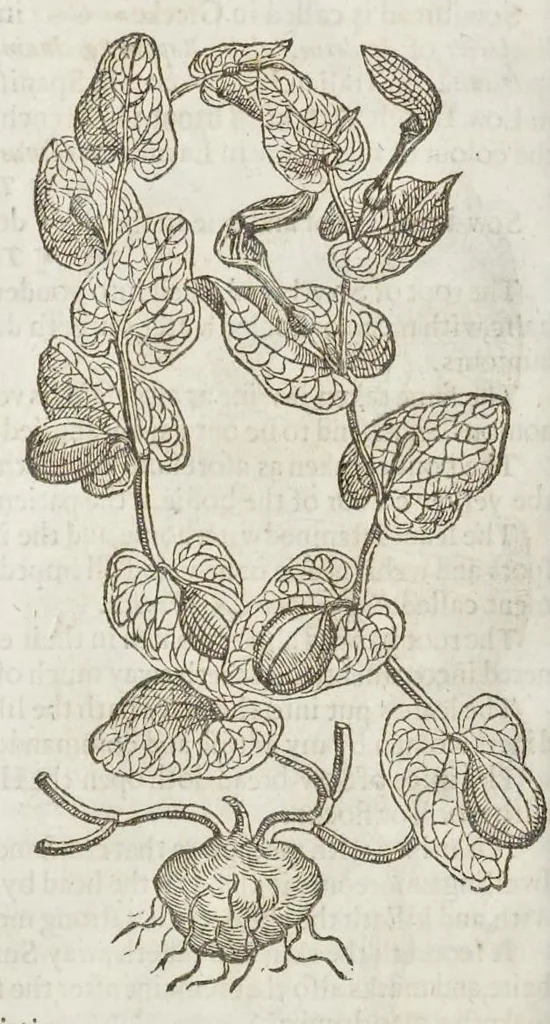 An illustration from The herball, or, Generall historie of plantes, 1633, leaf 889