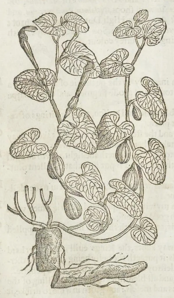 An illustration from The herball, or, Generall historie of plantes, 1633, leaf 889