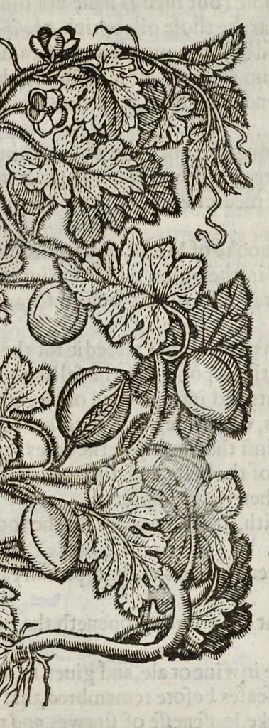 An illustration from The herball, or, Generall historie of plantes, 1633, leaf 958