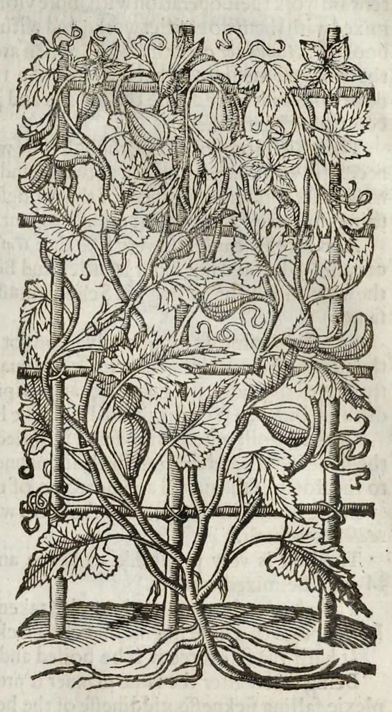 An illustration from The herball, or, Generall historie of plantes, 1633, leaf 958