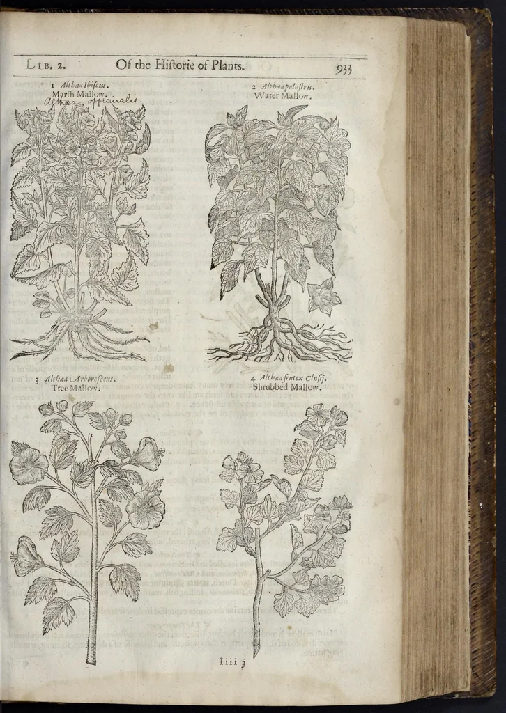 An illustration from The herball, or, Generall historie of plantes, 1633, leaf 976