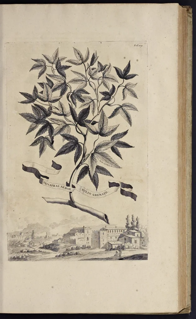 An illustration from Naauwkeurige beschryving der aardgewassen : waar in de veelerley aart en bijzondere eigenschappen der boomen, heesters, kruyden, bloemen, met haare vrugten, zaden, wortelen en bollen, neevens derzelver waare voort-teeling, gelukkige aanwinning, en heylzaame genees-krachten : na een veel-jarige oeffening en eigen ondervinding, in drie onderscheide boeken, naauwkeuriglijk beschreeven worden, 1696, leaf 136