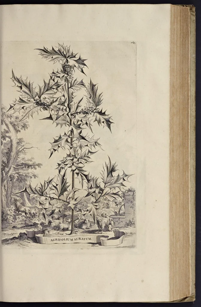 An illustration from Naauwkeurige beschryving der aardgewassen : waar in de veelerley aart en bijzondere eigenschappen der boomen, heesters, kruyden, bloemen, met haare vrugten, zaden, wortelen en bollen, neevens derzelver waare voort-teeling, gelukkige aanwinning, en heylzaame genees-krachten : na een veel-jarige oeffening en eigen ondervinding, in drie onderscheide boeken, naauwkeuriglijk beschreeven worden, 1696, leaf 202