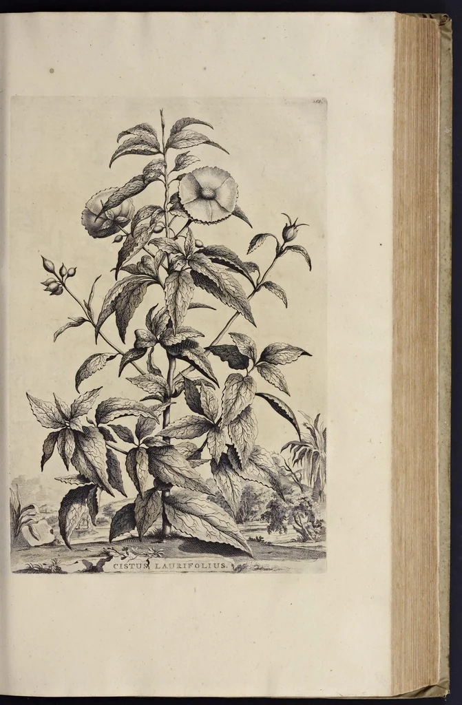An illustration from Naauwkeurige beschryving der aardgewassen : waar in de veelerley aart en bijzondere eigenschappen der boomen, heesters, kruyden, bloemen, met haare vrugten, zaden, wortelen en bollen, neevens derzelver waare voort-teeling, gelukkige aanwinning, en heylzaame genees-krachten : na een veel-jarige oeffening en eigen ondervinding, in drie onderscheide boeken, naauwkeuriglijk beschreeven worden, 1696, leaf 212