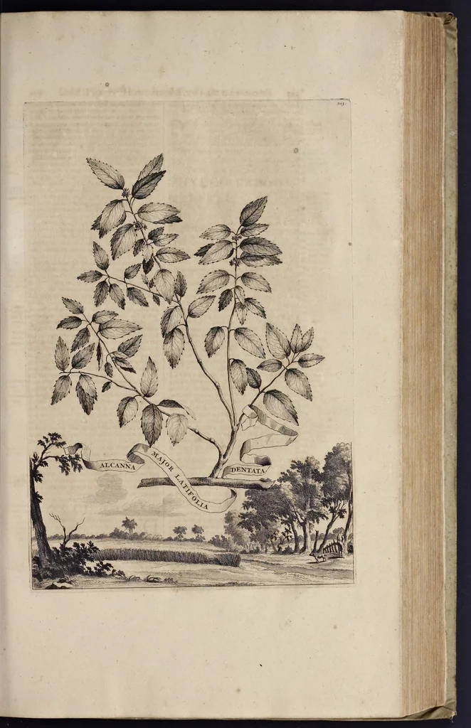 An illustration from Naauwkeurige beschryving der aardgewassen : waar in de veelerley aart en bijzondere eigenschappen der boomen, heesters, kruyden, bloemen, met haare vrugten, zaden, wortelen en bollen, neevens derzelver waare voort-teeling, gelukkige aanwinning, en heylzaame genees-krachten : na een veel-jarige oeffening en eigen ondervinding, in drie onderscheide boeken, naauwkeuriglijk beschreeven worden, 1696, leaf 252
