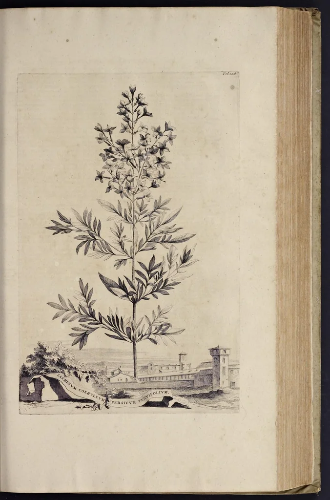 An illustration from Naauwkeurige beschryving der aardgewassen : waar in de veelerley aart en bijzondere eigenschappen der boomen, heesters, kruyden, bloemen, met haare vrugten, zaden, wortelen en bollen, neevens derzelver waare voort-teeling, gelukkige aanwinning, en heylzaame genees-krachten : na een veel-jarige oeffening en eigen ondervinding, in drie onderscheide boeken, naauwkeuriglijk beschreeven worden, 1696, leaf 268