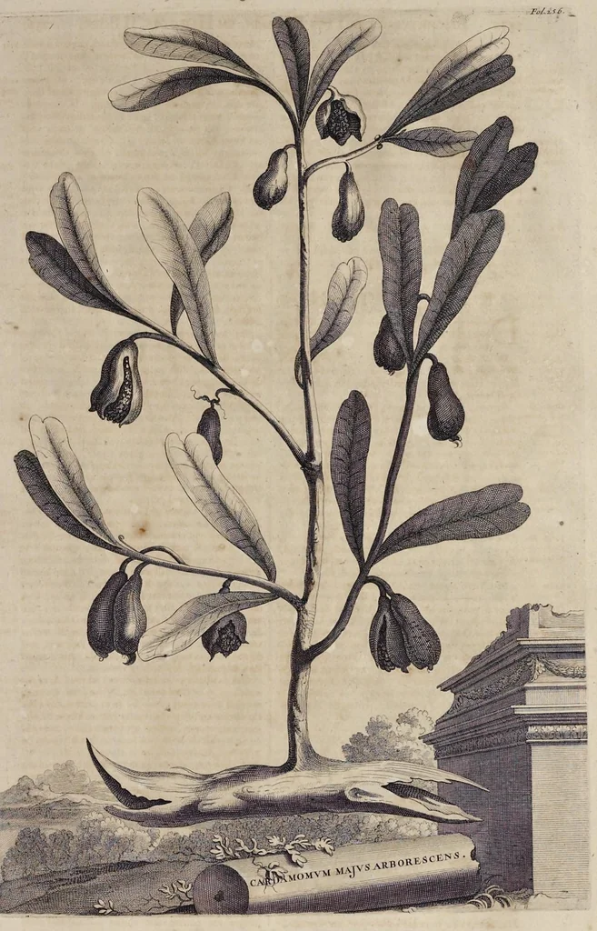 An illustration from Naauwkeurige beschryving der aardgewassen : waar in de veelerley aart en bijzondere eigenschappen der boomen, heesters, kruyden, bloemen, met haare vrugten, zaden, wortelen en bollen, neevens derzelver waare voort-teeling, gelukkige aanwinning, en heylzaame genees-krachten : na een veel-jarige oeffening en eigen ondervinding, in drie onderscheide boeken, naauwkeuriglijk beschreeven worden, 1696, leaf 300