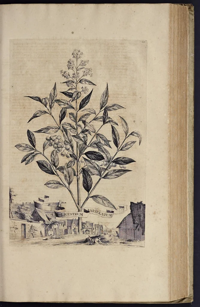 An illustration from Naauwkeurige beschryving der aardgewassen : waar in de veelerley aart en bijzondere eigenschappen der boomen, heesters, kruyden, bloemen, met haare vrugten, zaden, wortelen en bollen, neevens derzelver waare voort-teeling, gelukkige aanwinning, en heylzaame genees-krachten : na een veel-jarige oeffening en eigen ondervinding, in drie onderscheide boeken, naauwkeuriglijk beschreeven worden, 1696, leaf 306