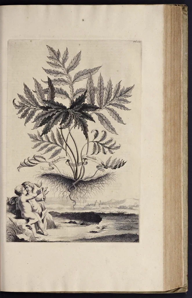An illustration from Naauwkeurige beschryving der aardgewassen : waar in de veelerley aart en bijzondere eigenschappen der boomen, heesters, kruyden, bloemen, met haare vrugten, zaden, wortelen en bollen, neevens derzelver waare voort-teeling, gelukkige aanwinning, en heylzaame genees-krachten : na een veel-jarige oeffening en eigen ondervinding, in drie onderscheide boeken, naauwkeuriglijk beschreeven worden, 1696, leaf 358