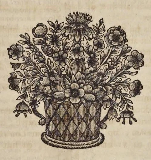 An illustration from Naauwkeurige beschryving der aardgewassen : waar in de veelerley aart en bijzondere eigenschappen der boomen, heesters, kruyden, bloemen, met haare vrugten, zaden, wortelen en bollen, neevens derzelver waare voort-teeling, gelukkige aanwinning, en heylzaame genees-krachten : na een veel-jarige oeffening en eigen ondervinding, in drie onderscheide boeken, naauwkeuriglijk beschreeven worden, 1696, leaf 38