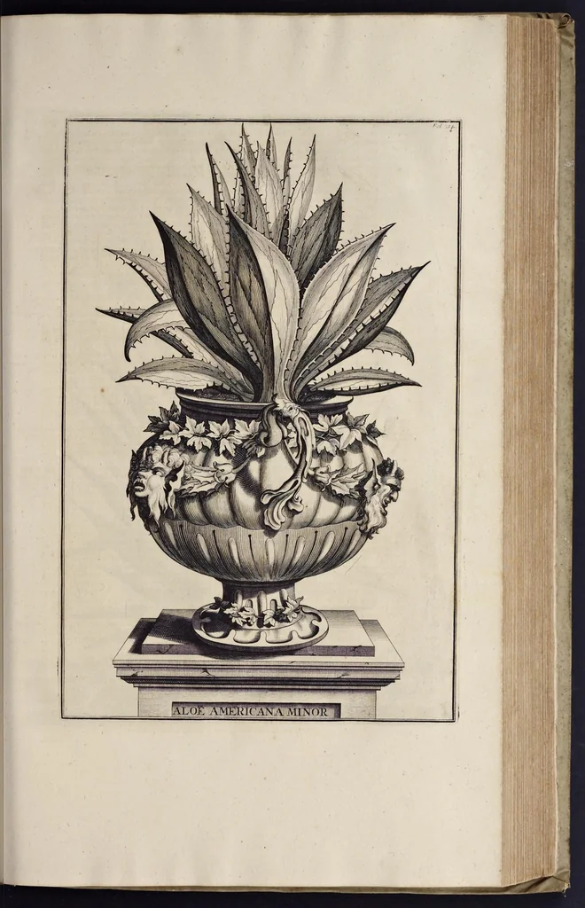 An illustration from Naauwkeurige beschryving der aardgewassen : waar in de veelerley aart en bijzondere eigenschappen der boomen, heesters, kruyden, bloemen, met haare vrugten, zaden, wortelen en bollen, neevens derzelver waare voort-teeling, gelukkige aanwinning, en heylzaame genees-krachten : na een veel-jarige oeffening en eigen ondervinding, in drie onderscheide boeken, naauwkeuriglijk beschreeven worden, 1696, leaf 386