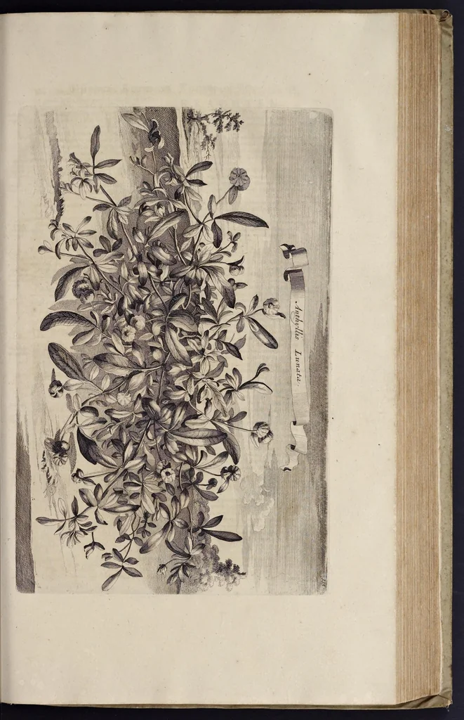 An illustration from Naauwkeurige beschryving der aardgewassen : waar in de veelerley aart en bijzondere eigenschappen der boomen, heesters, kruyden, bloemen, met haare vrugten, zaden, wortelen en bollen, neevens derzelver waare voort-teeling, gelukkige aanwinning, en heylzaame genees-krachten : na een veel-jarige oeffening en eigen ondervinding, in drie onderscheide boeken, naauwkeuriglijk beschreeven worden, 1696, leaf 416
