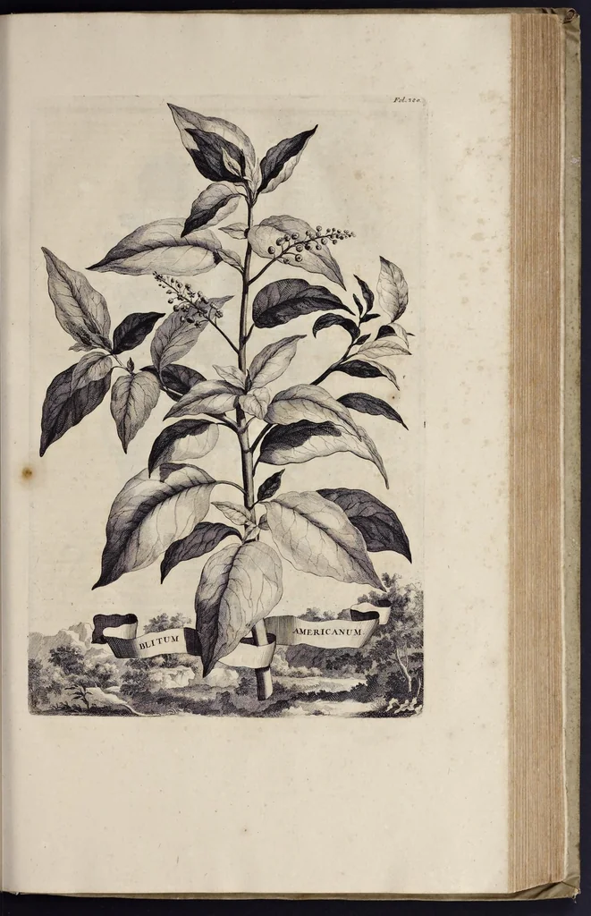 An illustration from Naauwkeurige beschryving der aardgewassen : waar in de veelerley aart en bijzondere eigenschappen der boomen, heesters, kruyden, bloemen, met haare vrugten, zaden, wortelen en bollen, neevens derzelver waare voort-teeling, gelukkige aanwinning, en heylzaame genees-krachten : na een veel-jarige oeffening en eigen ondervinding, in drie onderscheide boeken, naauwkeuriglijk beschreeven worden, 1696, leaf 458