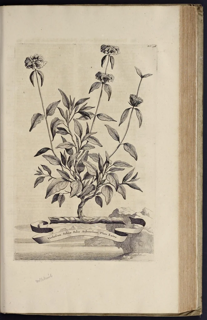 An illustration from Naauwkeurige beschryving der aardgewassen : waar in de veelerley aart en bijzondere eigenschappen der boomen, heesters, kruyden, bloemen, met haare vrugten, zaden, wortelen en bollen, neevens derzelver waare voort-teeling, gelukkige aanwinning, en heylzaame genees-krachten : na een veel-jarige oeffening en eigen ondervinding, in drie onderscheide boeken, naauwkeuriglijk beschreeven worden, 1696, leaf 472