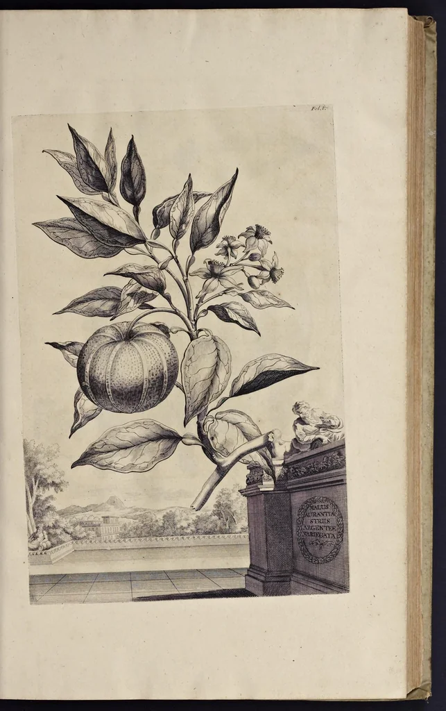 An illustration from Naauwkeurige beschryving der aardgewassen : waar in de veelerley aart en bijzondere eigenschappen der boomen, heesters, kruyden, bloemen, met haare vrugten, zaden, wortelen en bollen, neevens derzelver waare voort-teeling, gelukkige aanwinning, en heylzaame genees-krachten : na een veel-jarige oeffening en eigen ondervinding, in drie onderscheide boeken, naauwkeuriglijk beschreeven worden, 1696, leaf 52