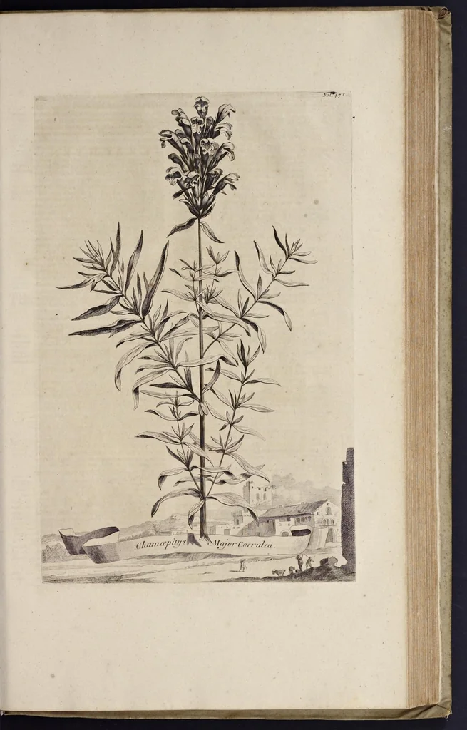 An illustration from Naauwkeurige beschryving der aardgewassen : waar in de veelerley aart en bijzondere eigenschappen der boomen, heesters, kruyden, bloemen, met haare vrugten, zaden, wortelen en bollen, neevens derzelver waare voort-teeling, gelukkige aanwinning, en heylzaame genees-krachten : na een veel-jarige oeffening en eigen ondervinding, in drie onderscheide boeken, naauwkeuriglijk beschreeven worden, 1696, leaf 546