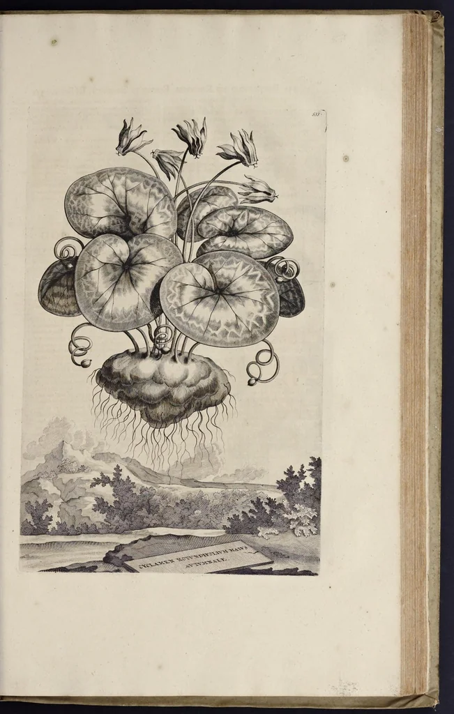An illustration from Naauwkeurige beschryving der aardgewassen : waar in de veelerley aart en bijzondere eigenschappen der boomen, heesters, kruyden, bloemen, met haare vrugten, zaden, wortelen en bollen, neevens derzelver waare voort-teeling, gelukkige aanwinning, en heylzaame genees-krachten : na een veel-jarige oeffening en eigen ondervinding, in drie onderscheide boeken, naauwkeuriglijk beschreeven worden, 1696, leaf 598