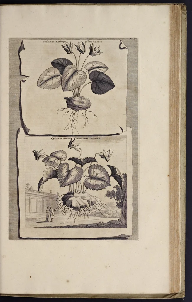 An illustration from Naauwkeurige beschryving der aardgewassen : waar in de veelerley aart en bijzondere eigenschappen der boomen, heesters, kruyden, bloemen, met haare vrugten, zaden, wortelen en bollen, neevens derzelver waare voort-teeling, gelukkige aanwinning, en heylzaame genees-krachten : na een veel-jarige oeffening en eigen ondervinding, in drie onderscheide boeken, naauwkeuriglijk beschreeven worden, 1696, leaf 602