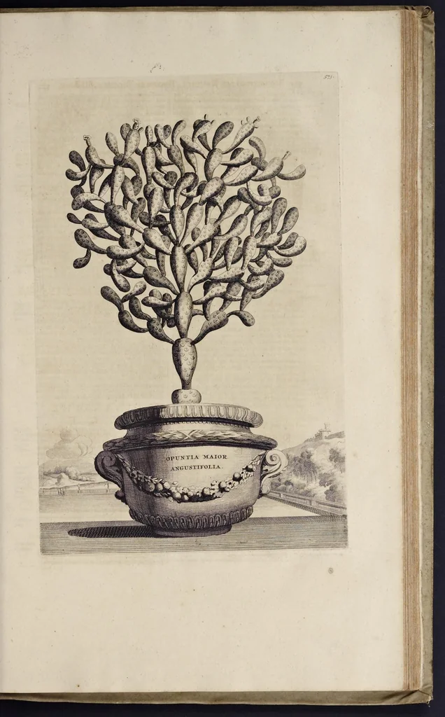 An illustration from Naauwkeurige beschryving der aardgewassen : waar in de veelerley aart en bijzondere eigenschappen der boomen, heesters, kruyden, bloemen, met haare vrugten, zaden, wortelen en bollen, neevens derzelver waare voort-teeling, gelukkige aanwinning, en heylzaame genees-krachten : na een veel-jarige oeffening en eigen ondervinding, in drie onderscheide boeken, naauwkeuriglijk beschreeven worden, 1696, leaf 644