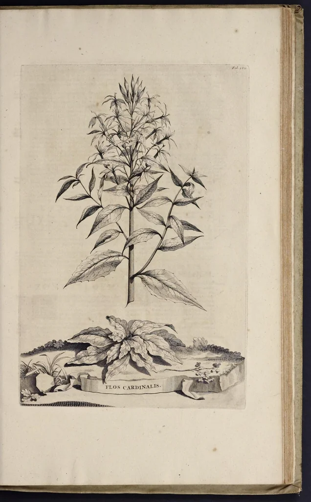 An illustration from Naauwkeurige beschryving der aardgewassen : waar in de veelerley aart en bijzondere eigenschappen der boomen, heesters, kruyden, bloemen, met haare vrugten, zaden, wortelen en bollen, neevens derzelver waare voort-teeling, gelukkige aanwinning, en heylzaame genees-krachten : na een veel-jarige oeffening en eigen ondervinding, in drie onderscheide boeken, naauwkeuriglijk beschreeven worden, 1696, leaf 652