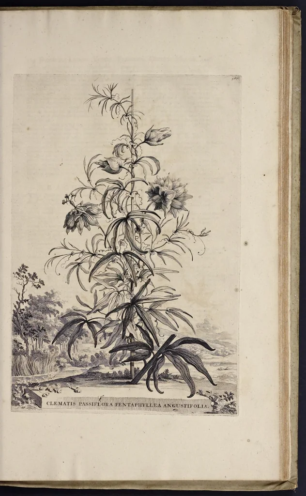 An illustration from Naauwkeurige beschryving der aardgewassen : waar in de veelerley aart en bijzondere eigenschappen der boomen, heesters, kruyden, bloemen, met haare vrugten, zaden, wortelen en bollen, neevens derzelver waare voort-teeling, gelukkige aanwinning, en heylzaame genees-krachten : na een veel-jarige oeffening en eigen ondervinding, in drie onderscheide boeken, naauwkeuriglijk beschreeven worden, 1696, leaf 668