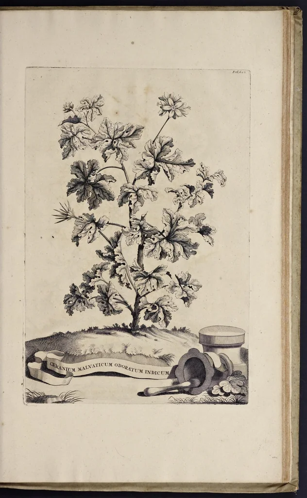 An illustration from Naauwkeurige beschryving der aardgewassen : waar in de veelerley aart en bijzondere eigenschappen der boomen, heesters, kruyden, bloemen, met haare vrugten, zaden, wortelen en bollen, neevens derzelver waare voort-teeling, gelukkige aanwinning, en heylzaame genees-krachten : na een veel-jarige oeffening en eigen ondervinding, in drie onderscheide boeken, naauwkeuriglijk beschreeven worden, 1696, leaf 680