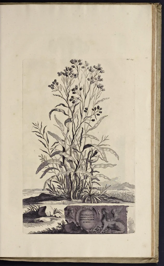 An illustration from Naauwkeurige beschryving der aardgewassen : waar in de veelerley aart en bijzondere eigenschappen der boomen, heesters, kruyden, bloemen, met haare vrugten, zaden, wortelen en bollen, neevens derzelver waare voort-teeling, gelukkige aanwinning, en heylzaame genees-krachten : na een veel-jarige oeffening en eigen ondervinding, in drie onderscheide boeken, naauwkeuriglijk beschreeven worden, 1696, leaf 692