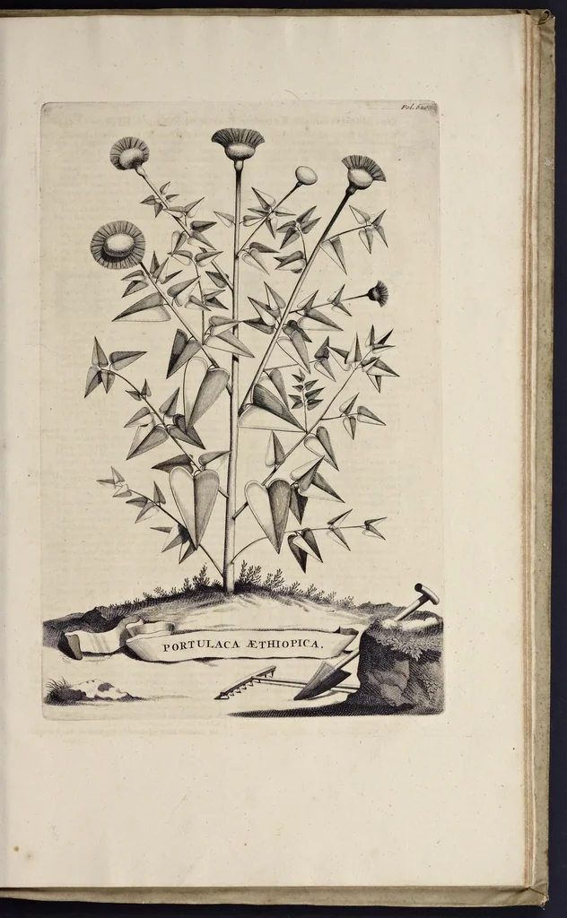 An illustration from Naauwkeurige beschryving der aardgewassen : waar in de veelerley aart en bijzondere eigenschappen der boomen, heesters, kruyden, bloemen, met haare vrugten, zaden, wortelen en bollen, neevens derzelver waare voort-teeling, gelukkige aanwinning, en heylzaame genees-krachten : na een veel-jarige oeffening en eigen ondervinding, in drie onderscheide boeken, naauwkeuriglijk beschreeven worden, 1696, leaf 704