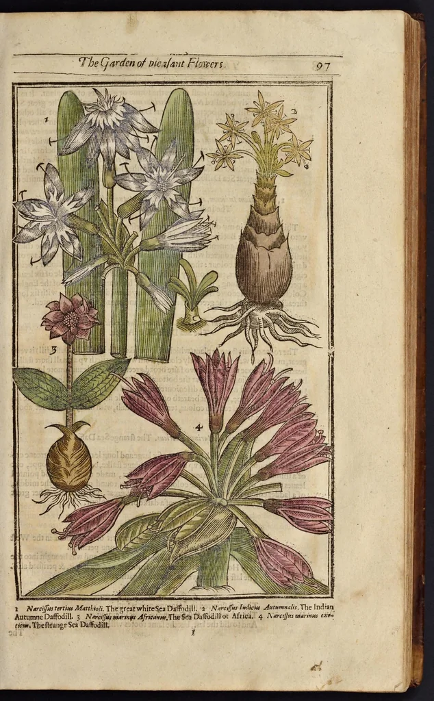 An illustration from Paradisi in sole paradisus terrestris, or, A garden of all sorts of pleasant flowers : which our English ayre will permitt to be noursed vp : with a kitchen garden of all manner of herbes, rootes & fruites for meate or sause vsed with vs : and, an orchard of all sorte of fruitbearing trees and shrubbes fit for our land : together with the right orderinge, planting & preseruing of them and their vses & vertues, 1629, leaf 112