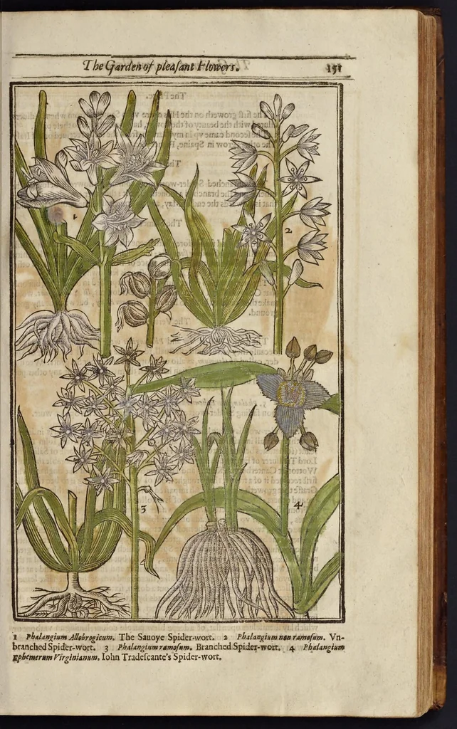 An illustration from Paradisi in sole paradisus terrestris, or, A garden of all sorts of pleasant flowers : which our English ayre will permitt to be noursed vp : with a kitchen garden of all manner of herbes, rootes & fruites for meate or sause vsed with vs : and, an orchard of all sorte of fruitbearing trees and shrubbes fit for our land : together with the right orderinge, planting & preseruing of them and their vses & vertues, 1629, leaf 166