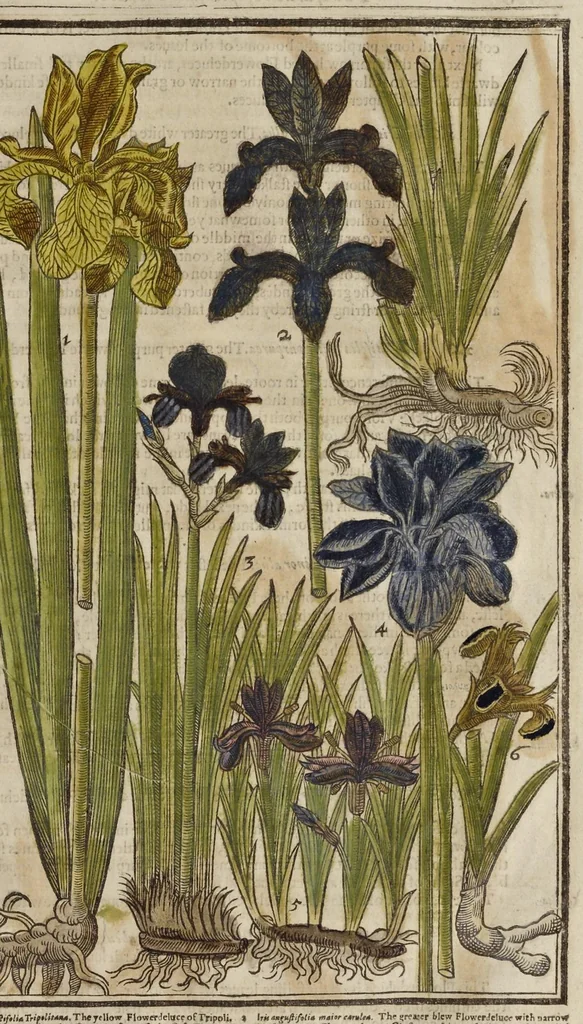 An illustration from Paradisi in sole paradisus terrestris, or, A garden of all sorts of pleasant flowers : which our English ayre will permitt to be noursed vp : with a kitchen garden of all manner of herbes, rootes & fruites for meate or sause vsed with vs : and, an orchard of all sorte of fruitbearing trees and shrubbes fit for our land : together with the right orderinge, planting & preseruing of them and their vses & vertues, 1629, leaf 200