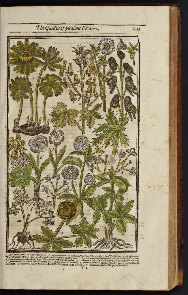 An illustration from Paradisi in sole paradisus terrestris, or, A garden of all sorts of pleasant flowers : which our English ayre will permitt to be noursed vp : with a kitchen garden of all manner of herbes, rootes & fruites for meate or sause vsed with vs : and, an orchard of all sorte of fruitbearing trees and shrubbes fit for our land : together with the right orderinge, planting & preseruing of them and their vses & vertues, 1629, leaf 234