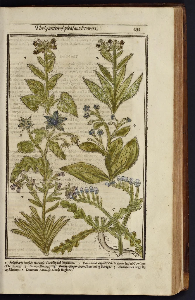 An illustration from Paradisi in sole paradisus terrestris, or, A garden of all sorts of pleasant flowers : which our English ayre will permitt to be noursed vp : with a kitchen garden of all manner of herbes, rootes & fruites for meate or sause vsed with vs : and, an orchard of all sorte of fruitbearing trees and shrubbes fit for our land : together with the right orderinge, planting & preseruing of them and their vses & vertues, 1629, leaf 266