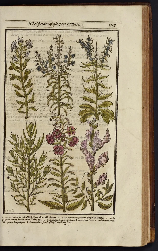 An illustration from Paradisi in sole paradisus terrestris, or, A garden of all sorts of pleasant flowers : which our English ayre will permitt to be noursed vp : with a kitchen garden of all manner of herbes, rootes & fruites for meate or sause vsed with vs : and, an orchard of all sorte of fruitbearing trees and shrubbes fit for our land : together with the right orderinge, planting & preseruing of them and their vses & vertues, 1629, leaf 282