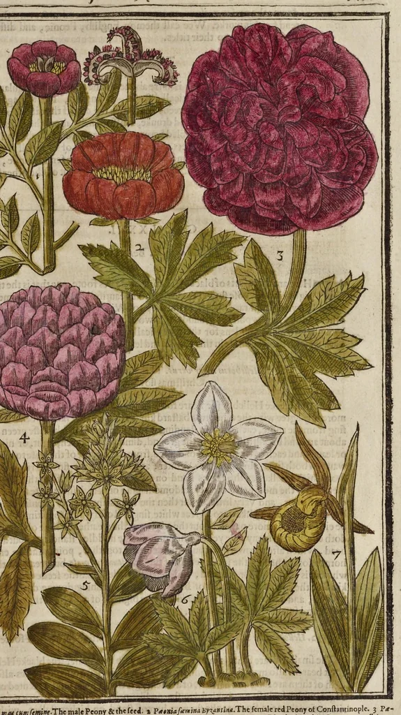 An illustration from Paradisi in sole paradisus terrestris, or, A garden of all sorts of pleasant flowers : which our English ayre will permitt to be noursed vp : with a kitchen garden of all manner of herbes, rootes & fruites for meate or sause vsed with vs : and, an orchard of all sorte of fruitbearing trees and shrubbes fit for our land : together with the right orderinge, planting & preseruing of them and their vses & vertues, 1629, leaf 358