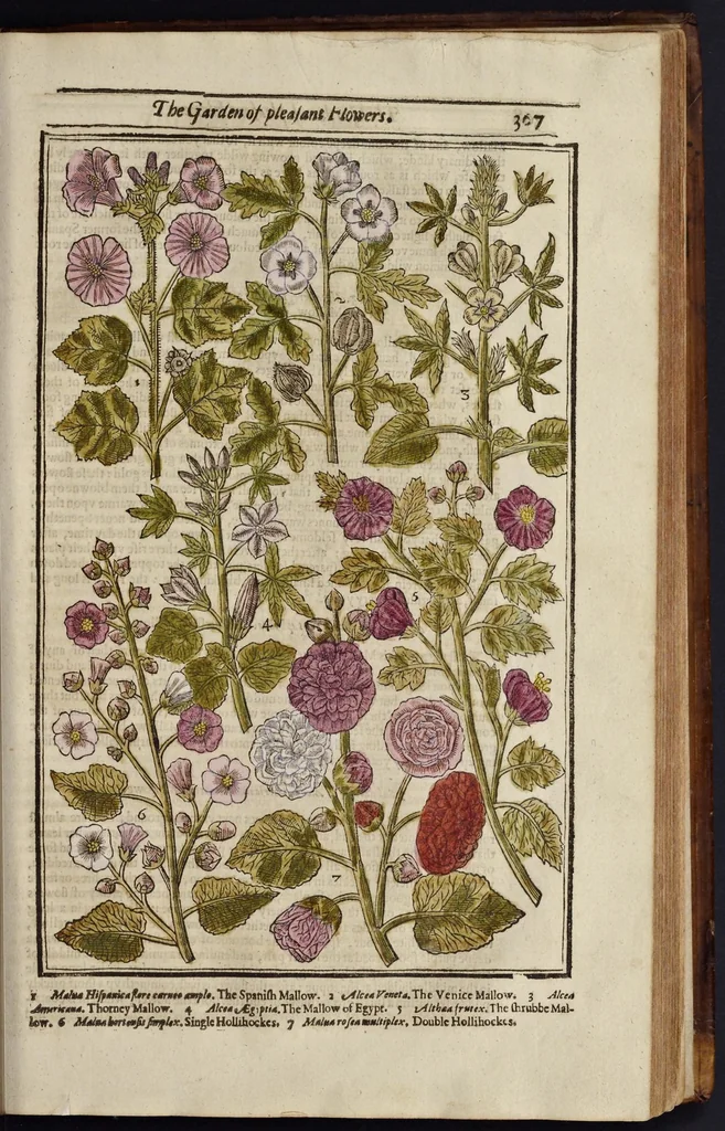 An illustration from Paradisi in sole paradisus terrestris, or, A garden of all sorts of pleasant flowers : which our English ayre will permitt to be noursed vp : with a kitchen garden of all manner of herbes, rootes & fruites for meate or sause vsed with vs : and, an orchard of all sorte of fruitbearing trees and shrubbes fit for our land : together with the right orderinge, planting & preseruing of them and their vses & vertues, 1629, leaf 382