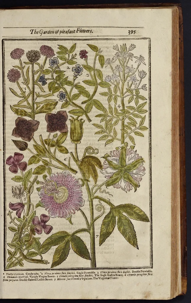 An illustration from Paradisi in sole paradisus terrestris, or, A garden of all sorts of pleasant flowers : which our English ayre will permitt to be noursed vp : with a kitchen garden of all manner of herbes, rootes & fruites for meate or sause vsed with vs : and, an orchard of all sorte of fruitbearing trees and shrubbes fit for our land : together with the right orderinge, planting & preseruing of them and their vses & vertues, 1629, leaf 410