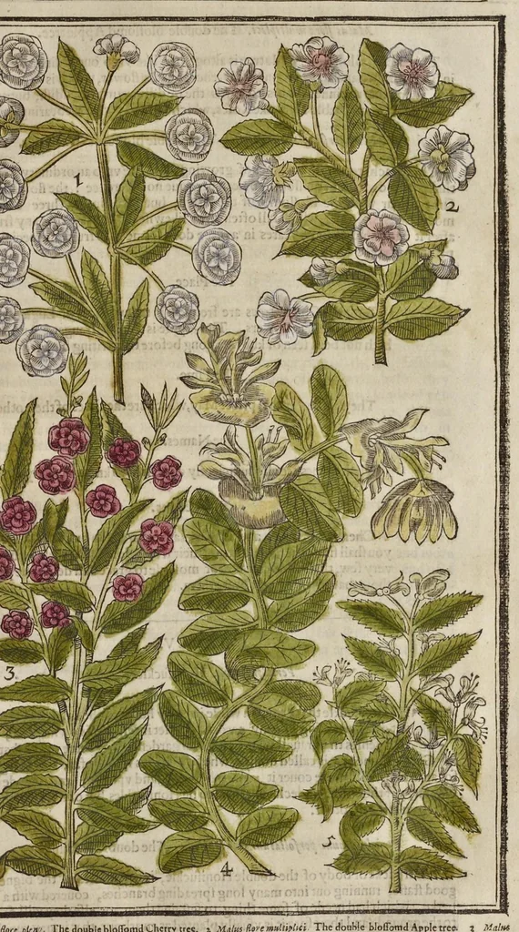 An illustration from Paradisi in sole paradisus terrestris, or, A garden of all sorts of pleasant flowers : which our English ayre will permitt to be noursed vp : with a kitchen garden of all manner of herbes, rootes & fruites for meate or sause vsed with vs : and, an orchard of all sorte of fruitbearing trees and shrubbes fit for our land : together with the right orderinge, planting & preseruing of them and their vses & vertues, 1629, leaf 418