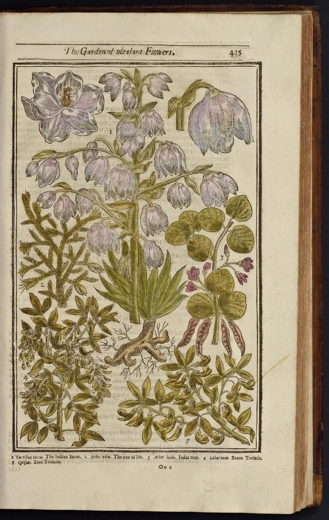 An illustration from Paradisi in sole paradisus terrestris, or, A garden of all sorts of pleasant flowers : which our English ayre will permitt to be noursed vp : with a kitchen garden of all manner of herbes, rootes & fruites for meate or sause vsed with vs : and, an orchard of all sorte of fruitbearing trees and shrubbes fit for our land : together with the right orderinge, planting & preseruing of them and their vses & vertues, 1629, leaf 450