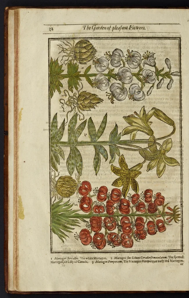 An illustration from Paradisi in sole paradisus terrestris, or, A garden of all sorts of pleasant flowers : which our English ayre will permitt to be noursed vp : with a kitchen garden of all manner of herbes, rootes & fruites for meate or sause vsed with vs : and, an orchard of all sorte of fruitbearing trees and shrubbes fit for our land : together with the right orderinge, planting & preseruing of them and their vses & vertues, 1629, leaf 47