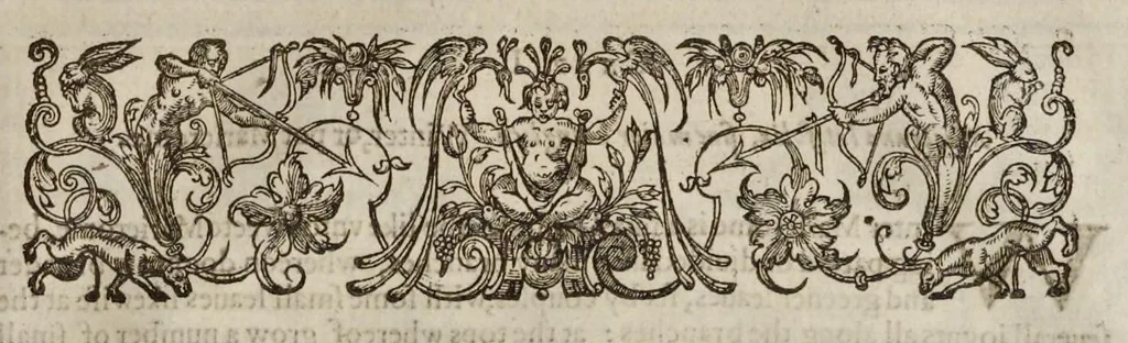 An illustration from Paradisi in sole paradisus terrestris, or, A garden of all sorts of pleasant flowers : which our English ayre will permitt to be noursed vp : with a kitchen garden of all manner of herbes, rootes & fruites for meate or sause vsed with vs : and, an orchard of all sorte of fruitbearing trees and shrubbes fit for our land : together with the right orderinge, planting & preseruing of them and their vses & vertues, 1629, leaf 488