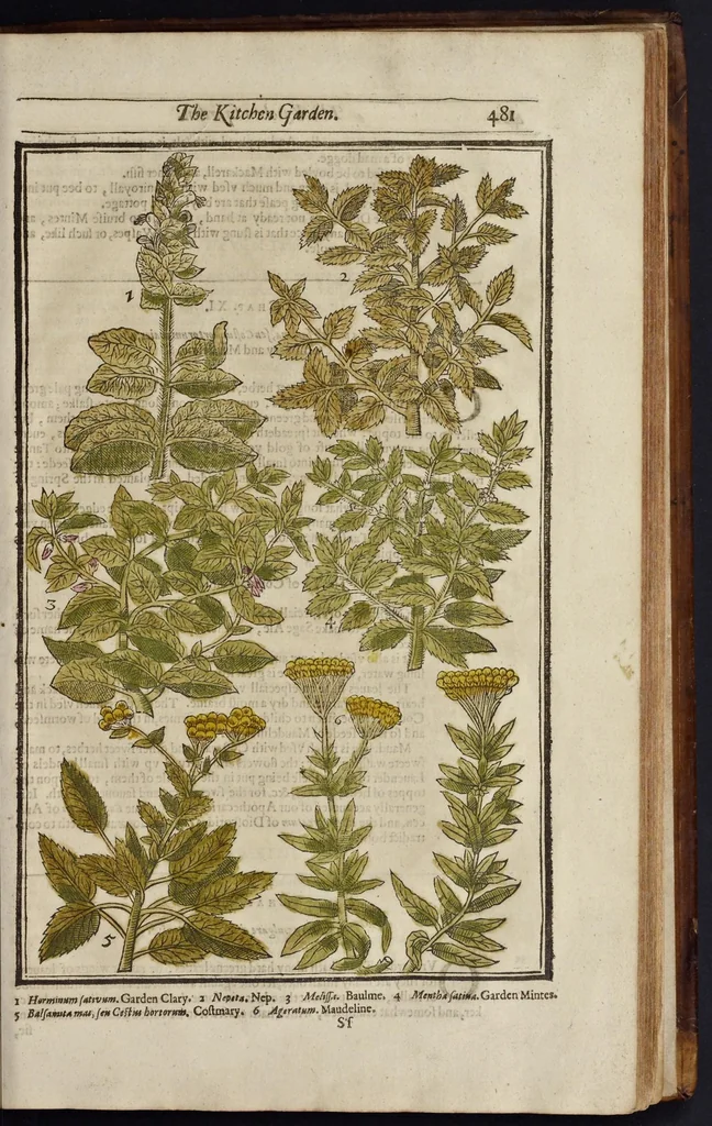 An illustration from Paradisi in sole paradisus terrestris, or, A garden of all sorts of pleasant flowers : which our English ayre will permitt to be noursed vp : with a kitchen garden of all manner of herbes, rootes & fruites for meate or sause vsed with vs : and, an orchard of all sorte of fruitbearing trees and shrubbes fit for our land : together with the right orderinge, planting & preseruing of them and their vses & vertues, 1629, leaf 496